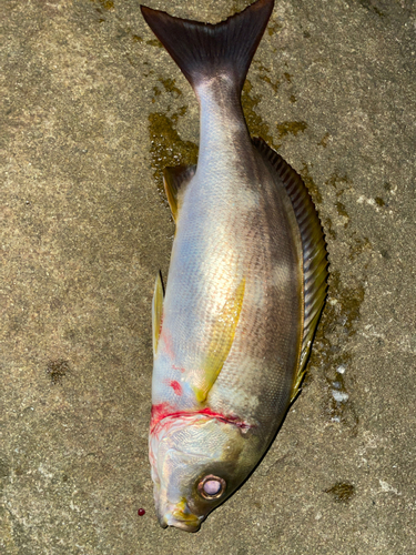 イサキの釣果