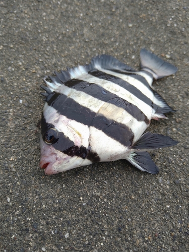 イシダイの釣果