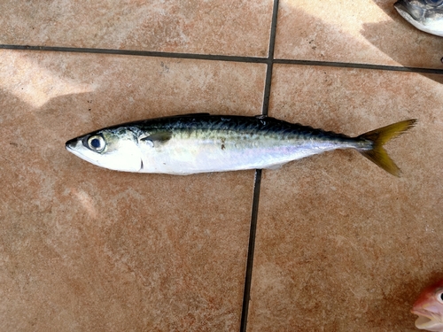 サバの釣果