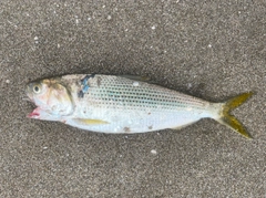 コノシロの釣果