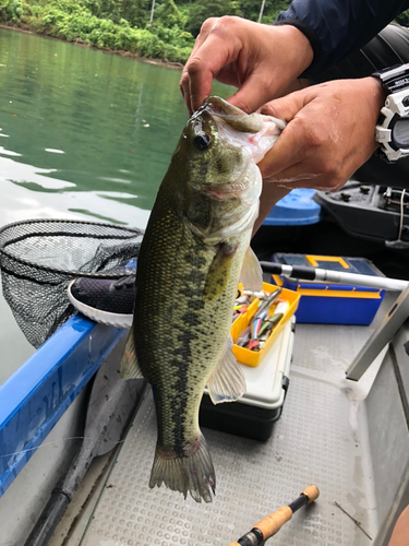 ラージマウスバスの釣果