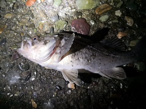 クロソイの釣果