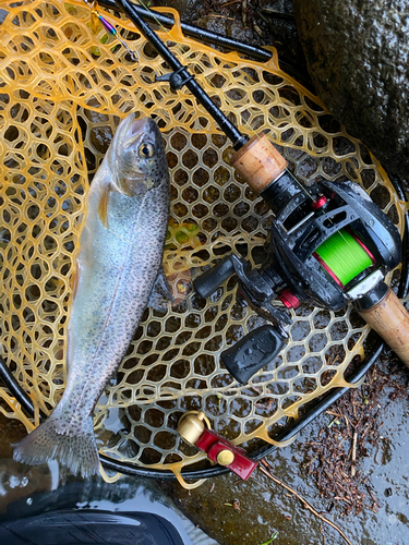 ニジマスの釣果