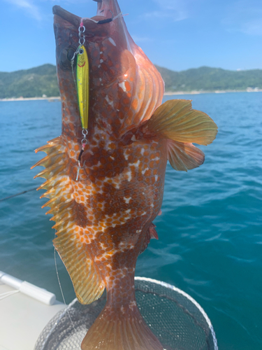 キジハタの釣果