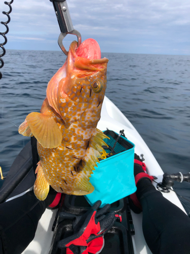 アコウの釣果