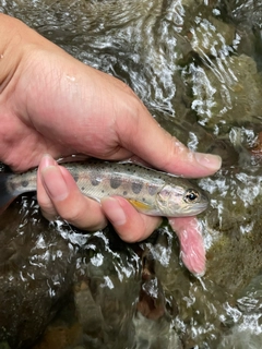 ヤマメの釣果