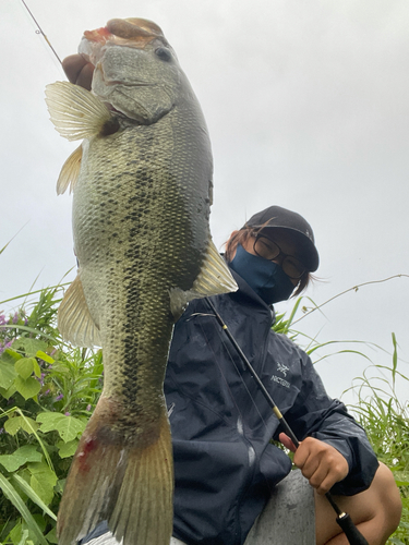 ブラックバスの釣果