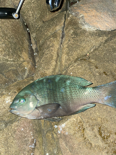 グレの釣果