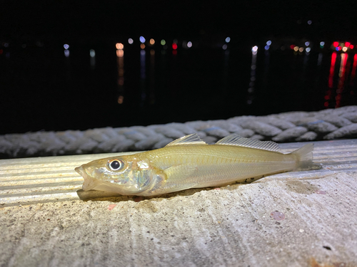 キスの釣果