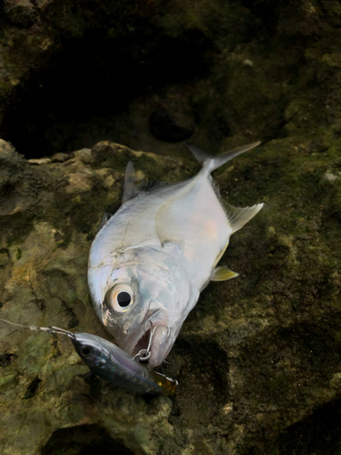 ギンガメアジの釣果