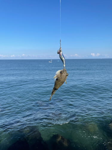 クサフグの釣果