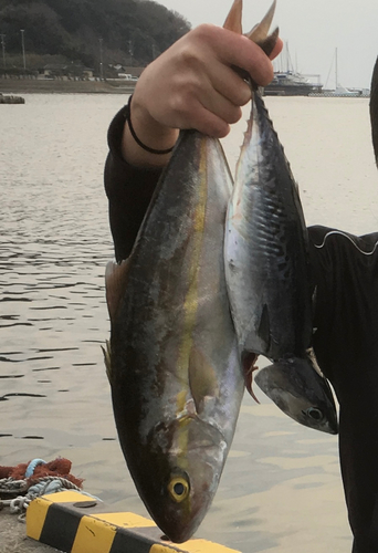 ショゴの釣果