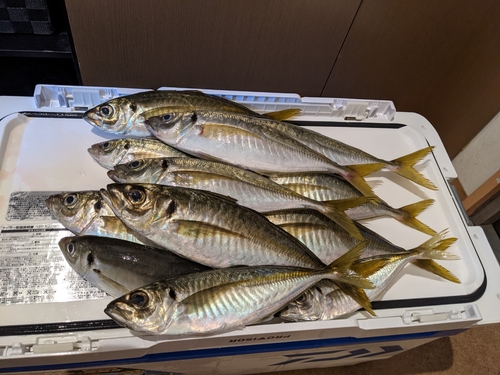 アジの釣果