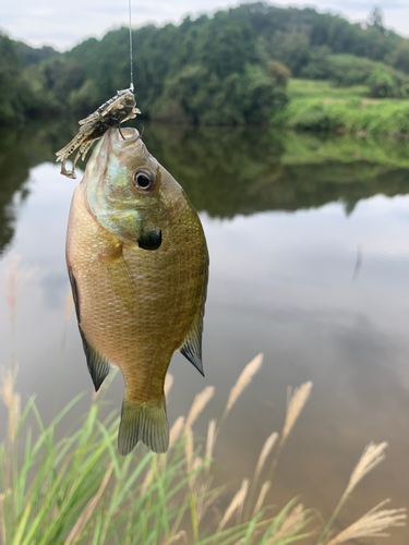 ブルーギルの釣果