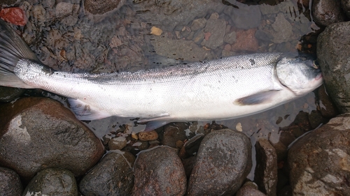 サケの釣果