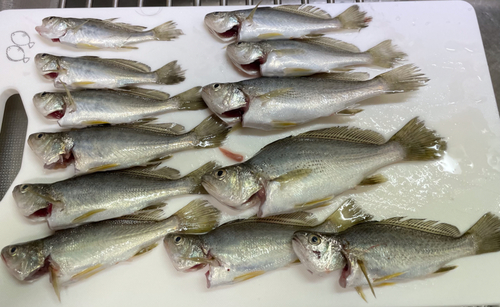 イシモチの釣果