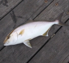 ショゴの釣果