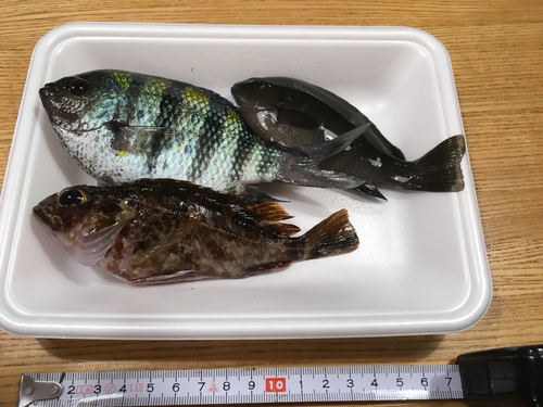 オヤビッチャの釣果