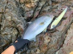 ショゴの釣果