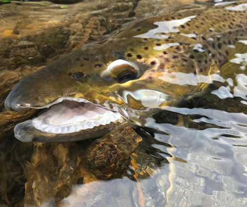 ブラウントラウトの釣果