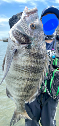 キチヌの釣果