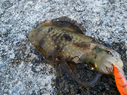 アオリイカの釣果