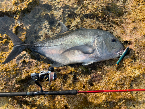 GTの釣果