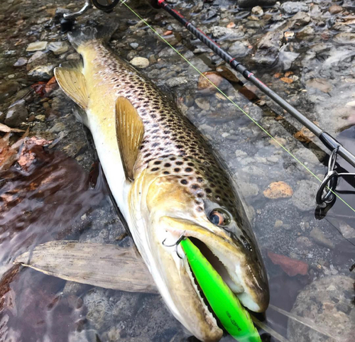 ブラウントラウトの釣果