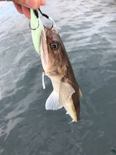 エソの釣果