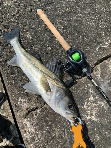 シーバスの釣果