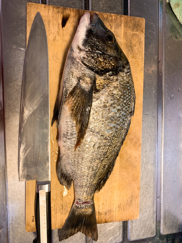 チヌの釣果