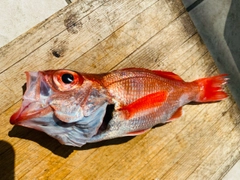 アカムツの釣果