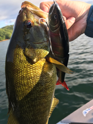 スモールマウスバスの釣果