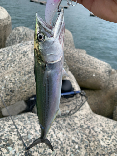 サゴシの釣果