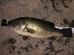 ラージマウスバスの釣果