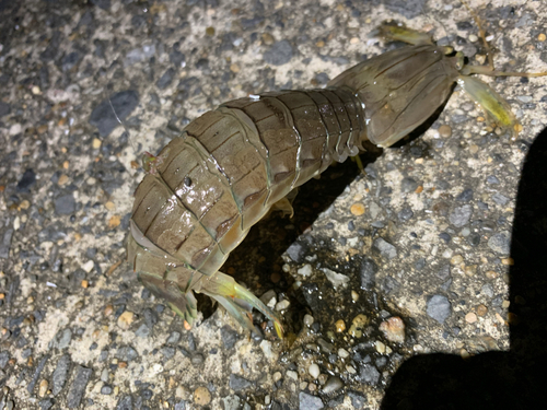 シャコの釣果