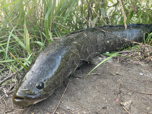 ライギョの釣果