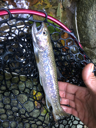 イワナの釣果