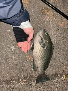 メジナの釣果