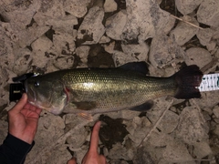 ラージマウスバスの釣果