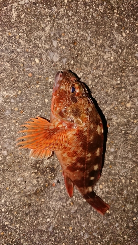 カサゴの釣果