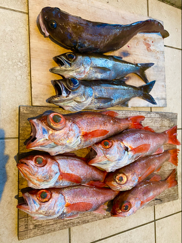 アカムツの釣果