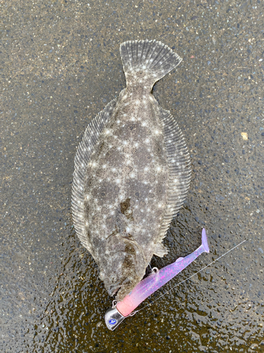 マゴチの釣果