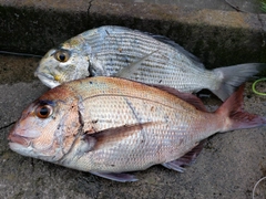 マダイの釣果