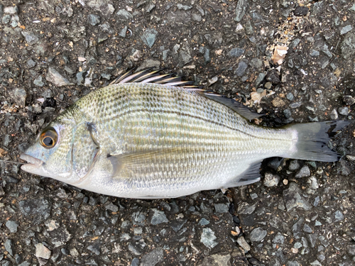 キチヌの釣果