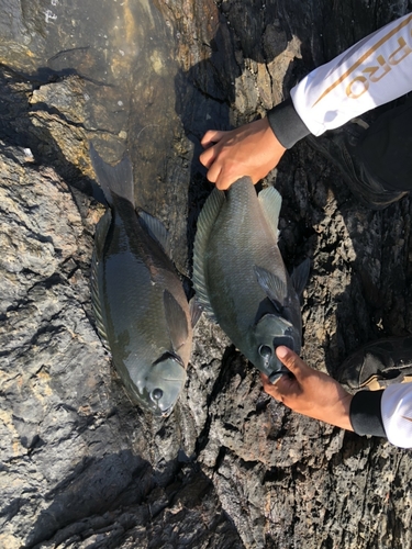 クロの釣果