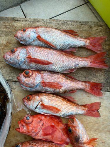 アカムツの釣果