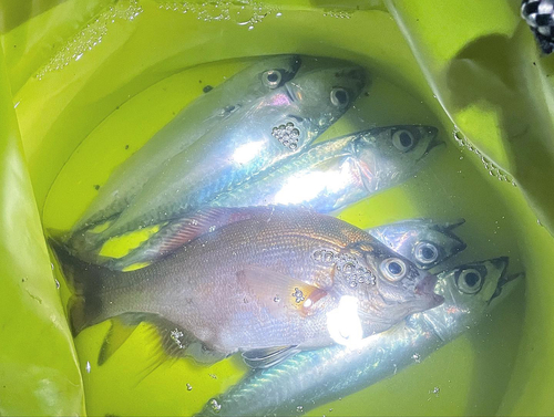 サバの釣果