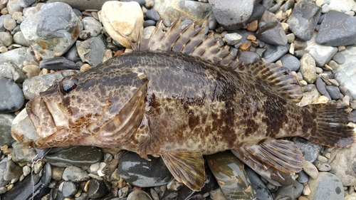 タケノコメバルの釣果