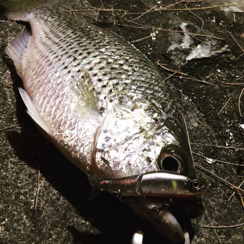 ジャングルパーチの釣果